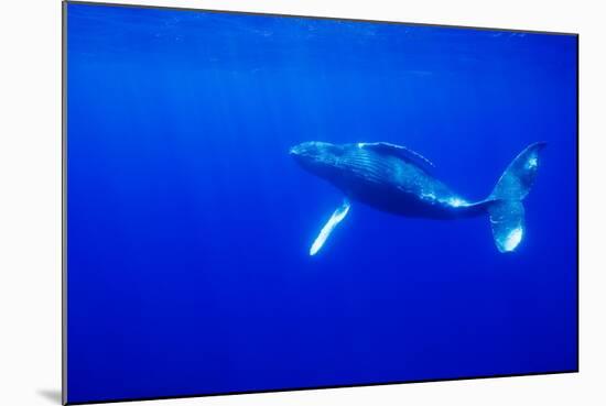 Humpback Whale Underwater-Paul Souders-Mounted Photographic Print