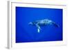 Humpback Whale Underwater-Paul Souders-Framed Photographic Print