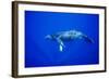 Humpback Whale Underwater-Paul Souders-Framed Photographic Print