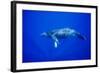 Humpback Whale Underwater-Paul Souders-Framed Photographic Print