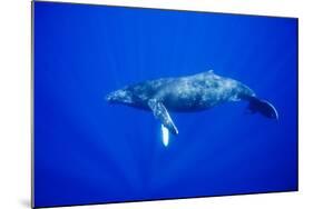 Humpback Whale Underwater-Paul Souders-Mounted Photographic Print