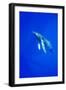 Humpback Whale Underwater-Paul Souders-Framed Photographic Print