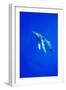 Humpback Whale Underwater-Paul Souders-Framed Photographic Print