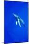 Humpback Whale Underwater-Paul Souders-Mounted Photographic Print