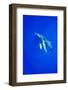 Humpback Whale Underwater-Paul Souders-Framed Photographic Print