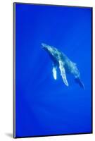 Humpback Whale Underwater-Paul Souders-Mounted Photographic Print