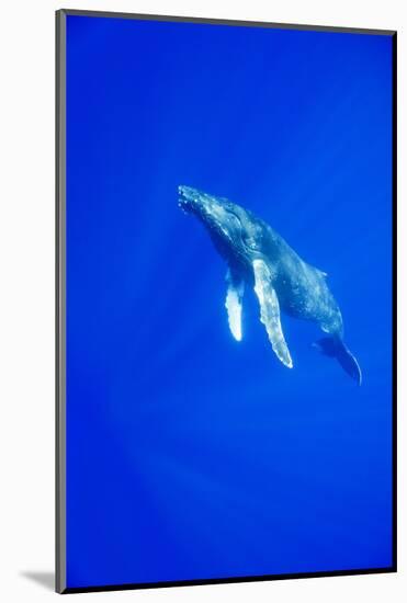 Humpback Whale Underwater-Paul Souders-Mounted Photographic Print