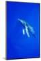 Humpback Whale Underwater-Paul Souders-Mounted Photographic Print