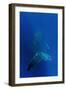 Humpback Whale Underwater-null-Framed Photographic Print