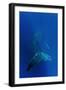 Humpback Whale Underwater-null-Framed Photographic Print