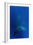 Humpback Whale Underwater-null-Framed Photographic Print