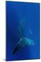 Humpback Whale Underwater-null-Mounted Photographic Print