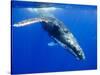 Humpback Whale Underwater-Paul Souders-Stretched Canvas