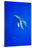 Humpback Whale Underwater-Paul Souders-Stretched Canvas