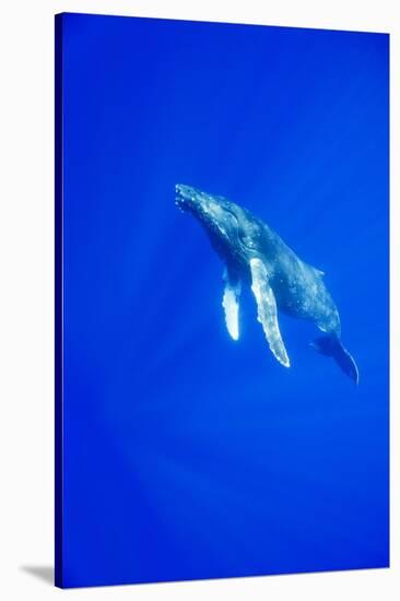 Humpback Whale Underwater-Paul Souders-Stretched Canvas