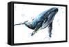 Humpback Whale Watercolor Illustration. Underwater Fauna-Faenkova Elena-Framed Stretched Canvas