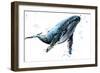 Humpback Whale Watercolor Illustration. Underwater Fauna-Faenkova Elena-Framed Art Print