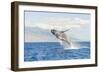 Humpback Whale, whale watching off Maui, Hawaii, USA-Stuart Westmorland-Framed Photographic Print