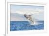 Humpback Whale, whale watching off Maui, Hawaii, USA-Stuart Westmorland-Framed Photographic Print