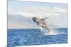 Humpback Whale, whale watching off Maui, Hawaii, USA-Stuart Westmorland-Mounted Photographic Print