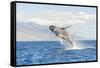 Humpback Whale, whale watching off Maui, Hawaii, USA-Stuart Westmorland-Framed Stretched Canvas