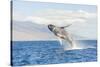 Humpback Whale, whale watching off Maui, Hawaii, USA-Stuart Westmorland-Stretched Canvas