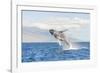 Humpback Whale, whale watching off Maui, Hawaii, USA-Stuart Westmorland-Framed Photographic Print