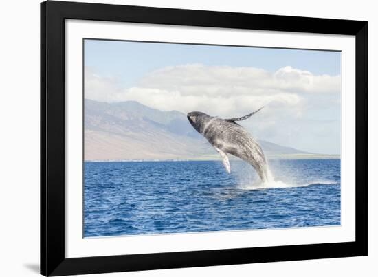 Humpback Whale, whale watching off Maui, Hawaii, USA-Stuart Westmorland-Framed Photographic Print