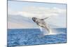 Humpback Whale, whale watching off Maui, Hawaii, USA-Stuart Westmorland-Mounted Photographic Print