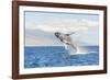 Humpback Whale, whale watching off Maui, Hawaii, USA-Stuart Westmorland-Framed Photographic Print