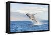 Humpback Whale, whale watching off Maui, Hawaii, USA-Stuart Westmorland-Framed Stretched Canvas