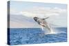 Humpback Whale, whale watching off Maui, Hawaii, USA-Stuart Westmorland-Stretched Canvas