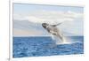 Humpback Whale, whale watching off Maui, Hawaii, USA-Stuart Westmorland-Framed Photographic Print