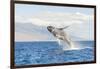 Humpback Whale, whale watching off Maui, Hawaii, USA-Stuart Westmorland-Framed Photographic Print