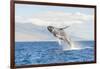 Humpback Whale, whale watching off Maui, Hawaii, USA-Stuart Westmorland-Framed Photographic Print