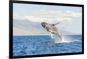 Humpback Whale, whale watching off Maui, Hawaii, USA-Stuart Westmorland-Framed Photographic Print