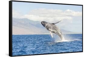 Humpback Whale, whale watching off Maui, Hawaii, USA-Stuart Westmorland-Framed Stretched Canvas