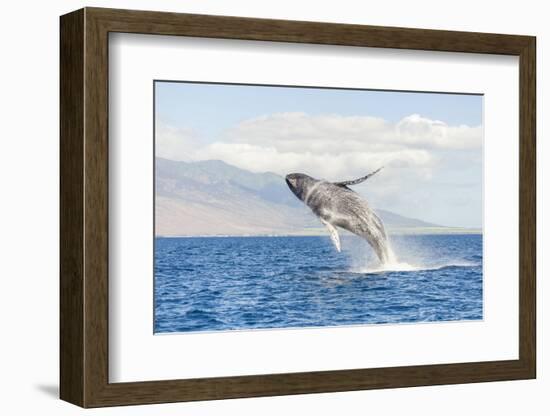 Humpback Whale, whale watching off Maui, Hawaii, USA-Stuart Westmorland-Framed Photographic Print