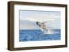 Humpback Whale, whale watching off Maui, Hawaii, USA-Stuart Westmorland-Framed Photographic Print