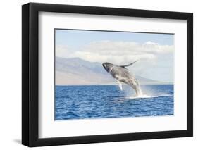 Humpback Whale, whale watching off Maui, Hawaii, USA-Stuart Westmorland-Framed Photographic Print