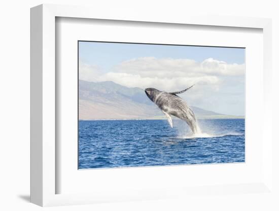 Humpback Whale, whale watching off Maui, Hawaii, USA-Stuart Westmorland-Framed Photographic Print