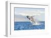 Humpback Whale, whale watching off Maui, Hawaii, USA-Stuart Westmorland-Framed Photographic Print