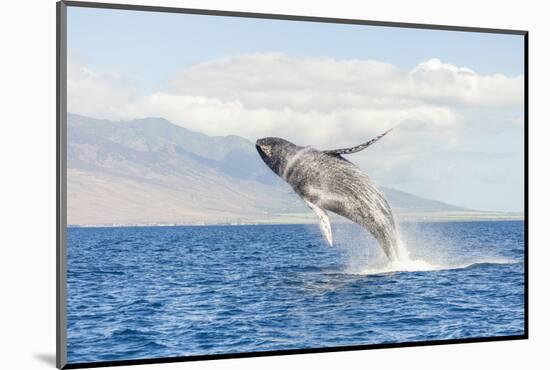 Humpback Whale, whale watching off Maui, Hawaii, USA-Stuart Westmorland-Mounted Photographic Print