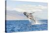 Humpback Whale, whale watching off Maui, Hawaii, USA-Stuart Westmorland-Stretched Canvas