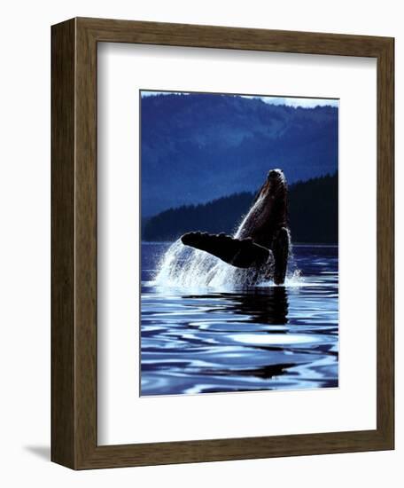 Humpback Whale-Art Wolfe-Framed Art Print