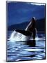 Humpback Whale-Art Wolfe-Mounted Art Print