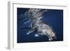Humpback Whale-Barathieu Gabriel-Framed Giclee Print