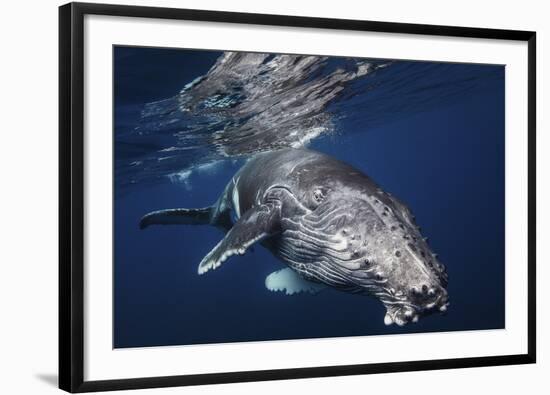 Humpback Whale-Barathieu Gabriel-Framed Giclee Print