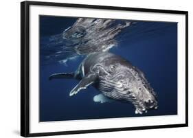 Humpback Whale-Barathieu Gabriel-Framed Giclee Print