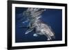 Humpback Whale-Barathieu Gabriel-Framed Giclee Print